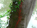 grep brasde 1280 867 moinsde500ko